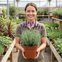 Lavender Essence Purple Plants