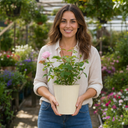 3Ltr Pink Patio Rose Bush, Outdoor Garden Ready, Pots