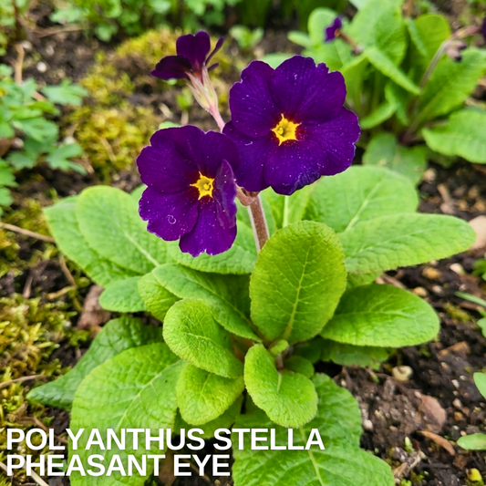 Deep purple polyanthus with yellow eyes above a rosette of crinkled green leaves, caption text overlaid