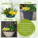 7 Fresh Culinary Herbs Plant