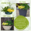 Herb Alfresco Mixed SpeedPlanter – 7 Fresh Culinary Herbs, Garden Ready