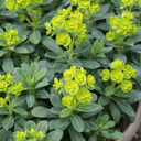 3 Euphorbia Robbiae Plants, 9cm Pots, Shade Ground Cover