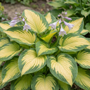 Paul's Glory Plantain Lily Plants (Set of 3 or 6)