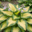 Set of 3 or 6 Large Hosta Plants - Paul's Glory Plantain Lily, Ready to Plant in Your Garden