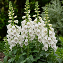 Digitalis Dalmatian White Plant (2L Pot)