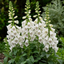1 Large Plant - Digitalis Dalmatian White, Ready to Plant in Your Garden, 2L Pot