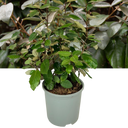 Elaeagnus Ebbingei Plant