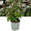 Elaeagnus Ebbingei