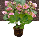Hellebore Frostkiss Dorothy's Dawn Plant (2L Pot)