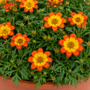 Bidens Taka Tuka Orange Yellow Brush Plant