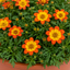 1 Bidens Taka Tuka Orange Yellow Brush, Outdoor Summer Flowering Bedding Plant, 21cm Root-Ball