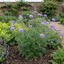 1 Scabious Butterfly Blue Hardy Perennial Plant, Bee Friendly Pincushion Flower, 2L Root Ball