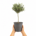 3L Olive Tree Plant, 80-100cm, Mediterranean Nursery Pots