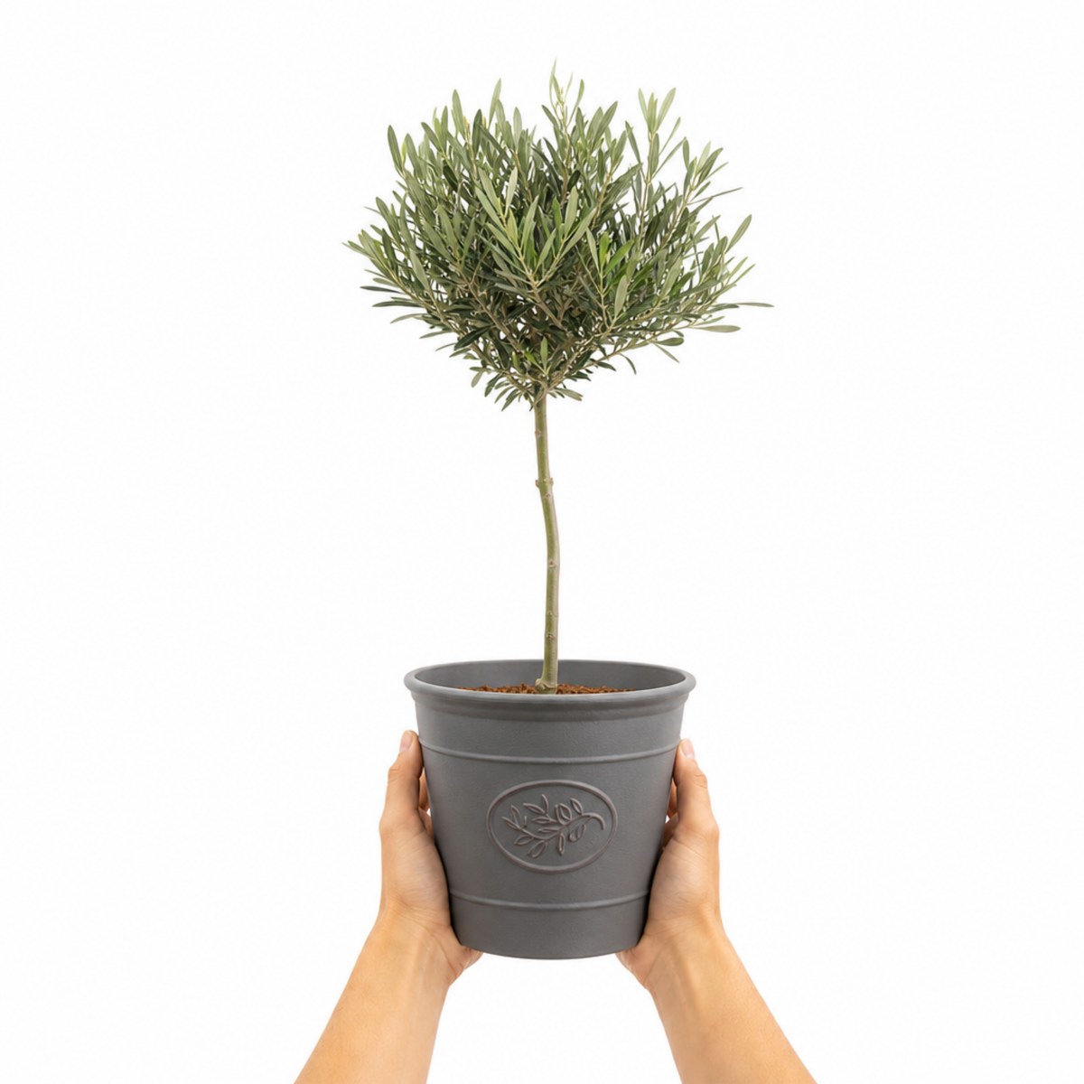 Olive (Olea europaea) – Young Tree, 80–100cm (3L Pot)