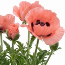 Oriental Papaver Waltzing Elisabeth Plant