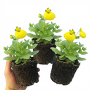 Calceolaria Calynopsis ‘Yellow’ Plants (Set of 3 or 6)