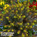 Euphorbia Purpurea Plant