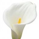 Zantedeschia Snow White Plants
