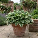 Hosta Patriot Plant (2L Pot)