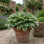 1 Large Plant - Hosta Patriot, Ready to Plant in Your Garden, 2L Pot