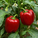 Sweet Pepper Red King Plants