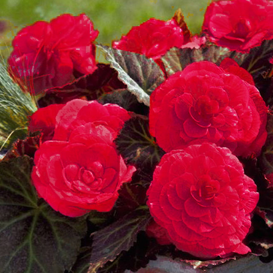 Fully double cherry-red begonia blooms above bronze-tinted leaves