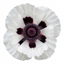 Papaver Orientale Royal Wedding Poppy Plants (Set of 3 or 6)
