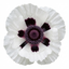 Set of 3 or 6 Papaver Orientale Royal Wedding Poppy Plants, Hardy Perennial, Outdoor Garden Ready, 1 Litre Root-Ball