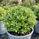Pittosporum Golf Ball Evergreen Shrub Plant (3L Pot)