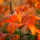 Asiatic Lily Orange Plants (Set of 3 or 6)