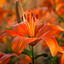 Asiatic Lily Orange - Garden Lily