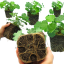 Alchemilla Irish Silk Plants (Set of 3 or 6)