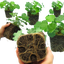 Set of 3 or 6 Large Plant - Alchemilla Irish Silk, Outdoor Garden Ready, 1L Rootballs