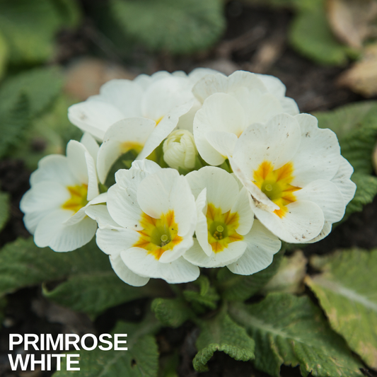 Primrose White, a clump of creamy white flowers with yellow eyes above a rosette of green leaves