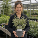 Ligustrum Argenteum Plant (2L Pot)