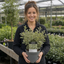 1 Large Hedge Plant - Ligustrum Argenteum, Outdoor Garden Ready, 2L Pot