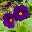 Set of 3 or 6 Large Plants - Polyanthus Stella Pheasant Eye, Ready to Plant in Your Garden