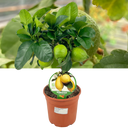 Mini Lemon Tree Plant