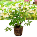 Hellebore Winter Moonbeam Plant (2L Pot)