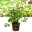 1 Large Plant - Hellebore Winter Moonbeam, Ready to Plant in Your Garden, 2L Pot
