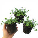 Veronica Repens Creeping Speedwell Plants (Set of 3 or 6)