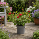 3Ltr Red Patio Rose Plant in Nursery Pot, Outdoor Pots