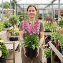 Digitalis Hanabee Pink Foxglove Plant (3L Pot)