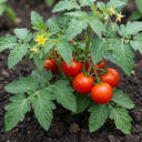 Grafted Previa Tomato Plants (Set of 3 or 6)