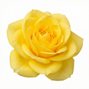 Yellow Plant