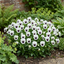 3 Pansy White with Blotch Plants, Hardy Spring & Autumn Flowering Bedding, 3 Litre Root Ball