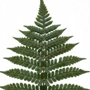 Evergreen Polypodium Vulgare Hardy Fern Plants for Shade Garden Plants (Set of 3 or 6)