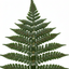 Set of 3 or 6 Evergreen Polypodium Vulgare Hardy Fern Plants for Shade Garden, Live Perennial, 11cm Root Ball