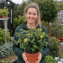 Hypericum Hidcote St Johns Wort Plants