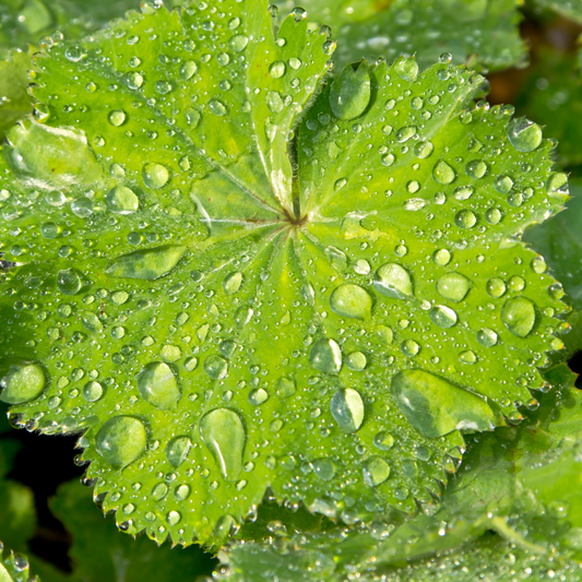 Close-up of a pleated lime-green lady's mantle leaf beaded with raindrops